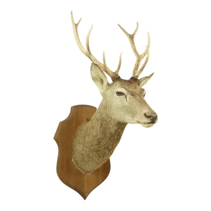 Oude Hertenkop Opgezet Edelhert 10-Ender Taxidermie Buste, Verzamelen, Dierenverzamelingen, Gebruikt, Opgezet dier, Hert, Ophalen