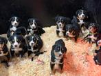Mooie Grote Zwitserse Sennen pups met stamboom van Suus, Parvo, Meerdere, Meerdere dieren, Nederland