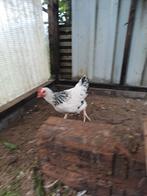 Sussex haan, Dieren en Toebehoren, Pluimvee, Mannelijk, Kip