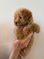 Maltipoo s, Dieren en Toebehoren, Honden | Chihuahua's en Gezelschapshonden, België, Fokker | Hobbymatig, Overige rassen, CDV (hondenziekte)