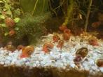 Posthoorn - Ramshoorn slakken, Dieren en Toebehoren, Vissen | Aquariumvissen, Slak of Weekdier, Zoetwatervis