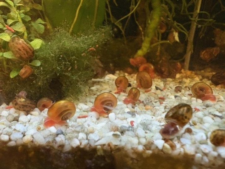 Posthoorn - Ramshoorn slakken, Dieren en Toebehoren, Vissen | Aquariumvissen, Zoetwatervis, Slak of Weekdier