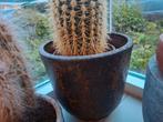 Enorme cactus inclusief rode stenen  keramische pot, Huis en Inrichting, Ophalen of Verzenden, Cactus, Volle zon, Minder dan 100 cm