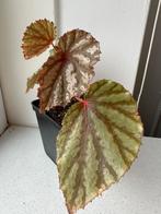 Begonia SP, Overige soorten, In pot, Minder dan 100 cm, Bloeiende kamerplant