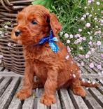 Labradoodle pups,Australian,eind Augustus., Dieren en Toebehoren, Overige rassen, CDV (hondenziekte), 8 tot 15 weken, Meerdere dieren