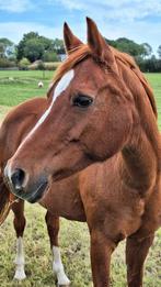 Lieve pony te koop (C-pony), Dieren en Toebehoren, Merrie, B, C pony (1.27m tot 1.37m), 11 jaar of ouder