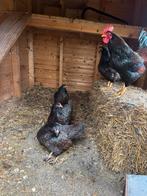 Barnevelder krielkippen, Dieren en Toebehoren, Vrouwelijk, Kip