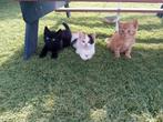 Poesjes  “”. Kittens, Dieren en Toebehoren, Katten en Kittens | Overige Katten, Poes, Kortharig, 0 tot 2 jaar