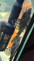 l006 peckoltia oligospila wildvang, Dieren en Toebehoren, Vissen | Aquariumvissen, Vis