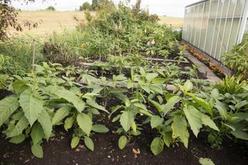 Brugmansia`s beschikbaar voor biedingen