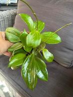 Hoya Quinquenervia Star of madura, Ophalen of Verzenden, Overige soorten, In pot, Minder dan 100 cm