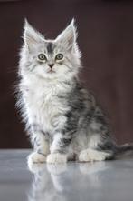 Maine Coon kittens uit Russische lijnen met stamboom!, Kater, Gechipt, 0 tot 2 jaar