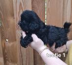 Schattige boomer pups gereserveerd, 8 tot 15 weken, Meerdere, Meerdere dieren, Klein