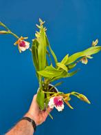 Orchidee Odontoglossum Peter Klomp p12 (1), Ophalen of Verzenden, Halfschaduw, Minder dan 100 cm