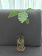 Avocadoplant op water, Huis en Inrichting, Kamerplanten, Ophalen, Halfschaduw, Minder dan 100 cm