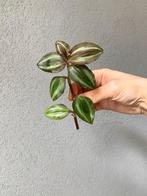 Tradescantia Zebrina Leprechaun stekjes, Huis en Inrichting, Ophalen of Verzenden, Overige soorten, Halfschaduw, Minder dan 100 cm
