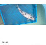 Diverse karpers, Karper of Koi