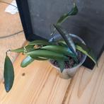 hoya wayetti stek nr 109, Huis en Inrichting, Kamerplanten, Ophalen of Verzenden, Overige soorten, Minder dan 100 cm