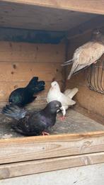 6 oosterse rollers voor 35 euro, Dieren en Toebehoren, Vogels | Duiven, Meerdere dieren, Tuimelaar of Roller