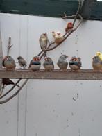 Diverse zebravinken, Dieren en Toebehoren, Vogels | Overige Vogels, Meerdere dieren, Tropenvogel