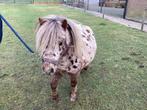 Mooie appaloosa mini, Dieren en Toebehoren, Pony's, Niet van toepassing, Hengst, A pony (tot 1.17m), Recreatiepony
