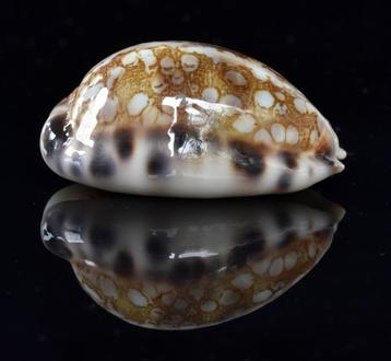 Schelpen: Cypraea histrio 39,7mm (F+++/Gem) Dwergexemplaar beschikbaar voor biedingen
