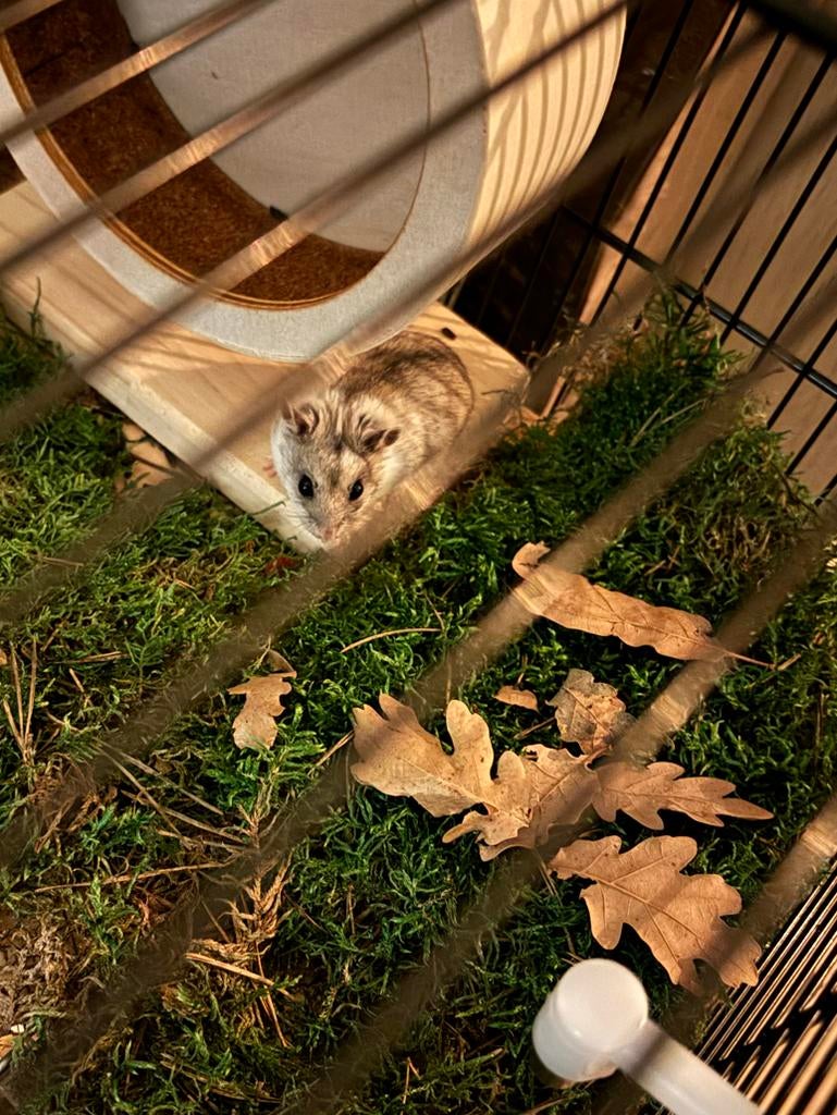 Hamster met kooi, Ophalen, Kooi, 60 tot 90 cm, Zo goed als nieuw