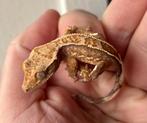 Wimpergekko tricolor harlequin pinstripe 0.0.1., Hagedis, 0 tot 2 jaar
