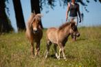 Falabella merries, Dieren en Toebehoren, Merrie, Gechipt, Niet van toepassing, A pony (tot 1.17m)