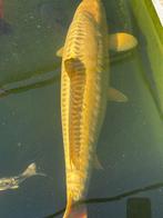 Koi doitsu rijen mukashi, Dieren en Toebehoren, Vissen | Vijvervissen, Karper of Koi