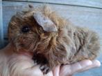 TK prachtig goud agouti lunkarya beertje, Cavia, Augustus, Mannelijk, Tam