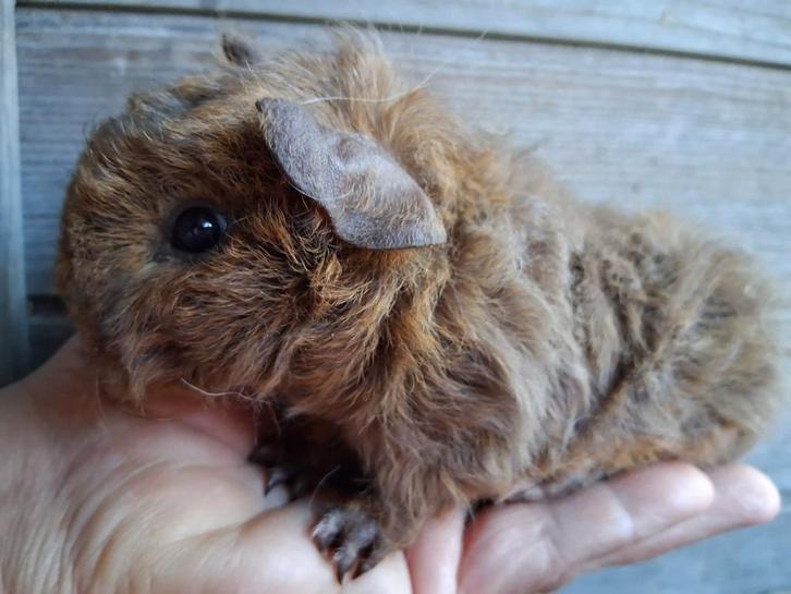 TK prachtig goud agouti lunkarya beertje, Dieren en Toebehoren, Knaagdieren, Mannelijk, Cavia, Augustus, Tam
