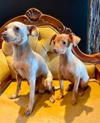 Raszuivere Praagse Ratler pups, Particulier, Rabiës (hondsdolheid), 8 tot 15 weken, Buitenland