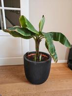Musa bananenplant inclusief pot, Ophalen, Overige soorten, In pot, Minder dan 100 cm