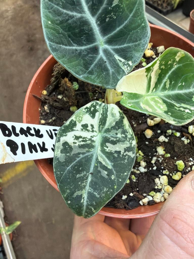 Alocasia Black Velvet Pink Mini - Pot 12cm, Huis en Inrichting, Kamerplanten, Overige soorten, In pot, Minder dan 100 cm, Groene kamerplant