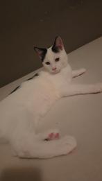 3 lieve kittens zoeken Forever Home, Dieren en Toebehoren, Katten en Kittens | Overige Katten, Meerdere dieren