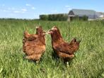 Jonge tamme Red star kippen gesekst en ingeënt, Dieren en Toebehoren, Pluimvee, Vrouwelijk, Kip