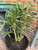 Oleander 80cm hoog zonder pot, Tuin en Terras, Planten | Bomen, Zomer, Overige soorten, Ophalen of Verzenden