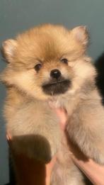 3 mooie reutjes , Pomeranian/ dwergkeesjes, Dieren en Toebehoren, Keeshond, CDV (hondenziekte), 8 tot 15 weken, Meerdere