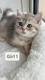 Britse Korthaar Kittens, Dieren en Toebehoren, Katten en Kittens | Raskatten | Langhaar, Poes, Ontwormd