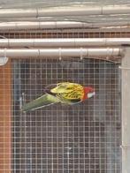 Rosella's, Dieren en Toebehoren, Meerdere dieren, Parkiet, Geringd
