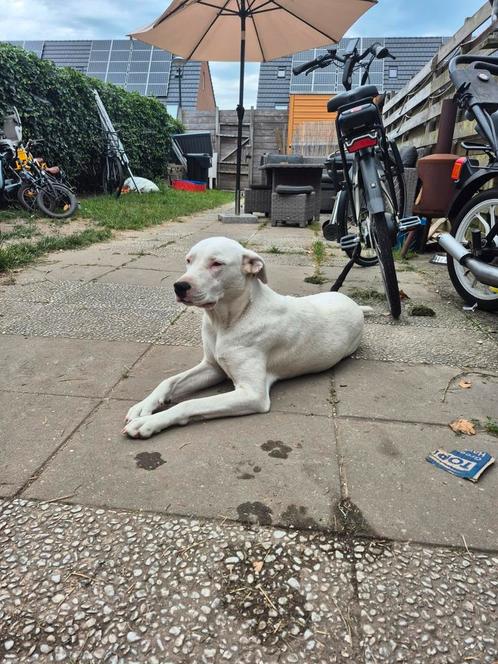 Rosa, Dieren en Toebehoren, Honden | Niet-rashonden, Middel, Teef, Particulier, Eén hond, Buitenland, 1 tot 2 jaar