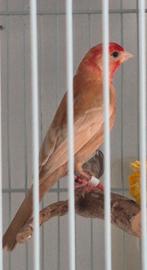 Roodmus Phaeo Man 2024, Dieren en Toebehoren, Mannelijk, Tropenvogel, Geringd