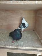 Kroppers, canaria's, Dieren en Toebehoren, Vogels | Duiven, Meerdere dieren