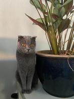 Britse korthaar, Dieren en Toebehoren, Kater, Gechipt, 0 tot 2 jaar