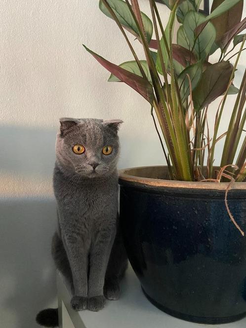Britse korthaar, Dieren en Toebehoren, Katten en Kittens | Raskatten | Korthaar, Kater, 0 tot 2 jaar, Gechipt, Ontwormd, Ingeënt