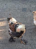 Jonge brahma haan te koop, Dieren en Toebehoren, Pluimvee, Mannelijk, Kip