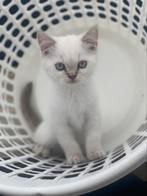 Super zeldzame Prachtige witte Britsekorthaar kitten, Kater