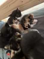 Noorse boskat/lapjeskat kittens, Meerdere dieren, Ontwormd, 0 tot 2 jaar