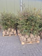 75 x Fagus beuk met kluit DIRECT AFHALEN, Bloeit niet, Halfschaduw, 100 tot 250 cm, Overige soorten